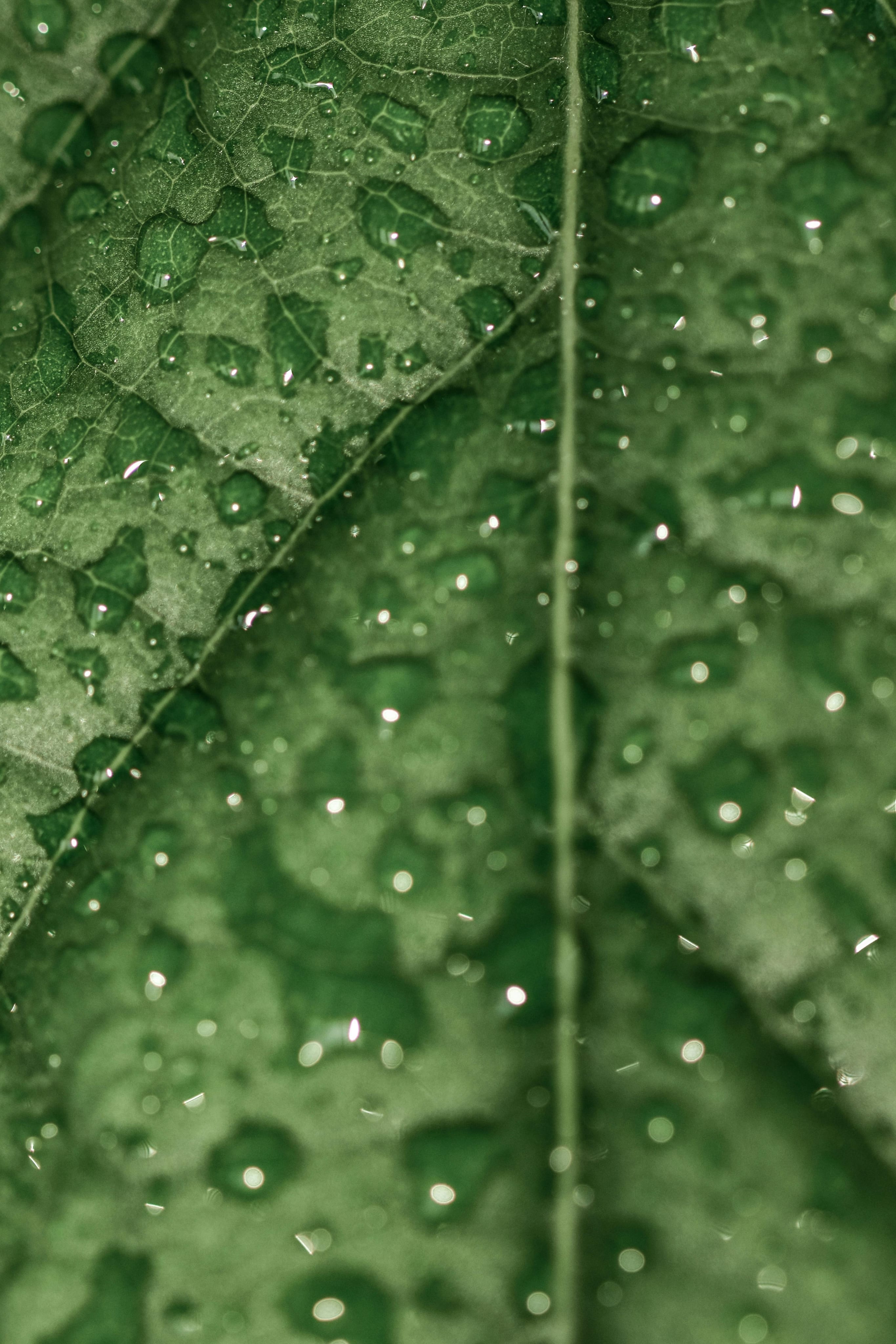 Folha verde com gotas de água